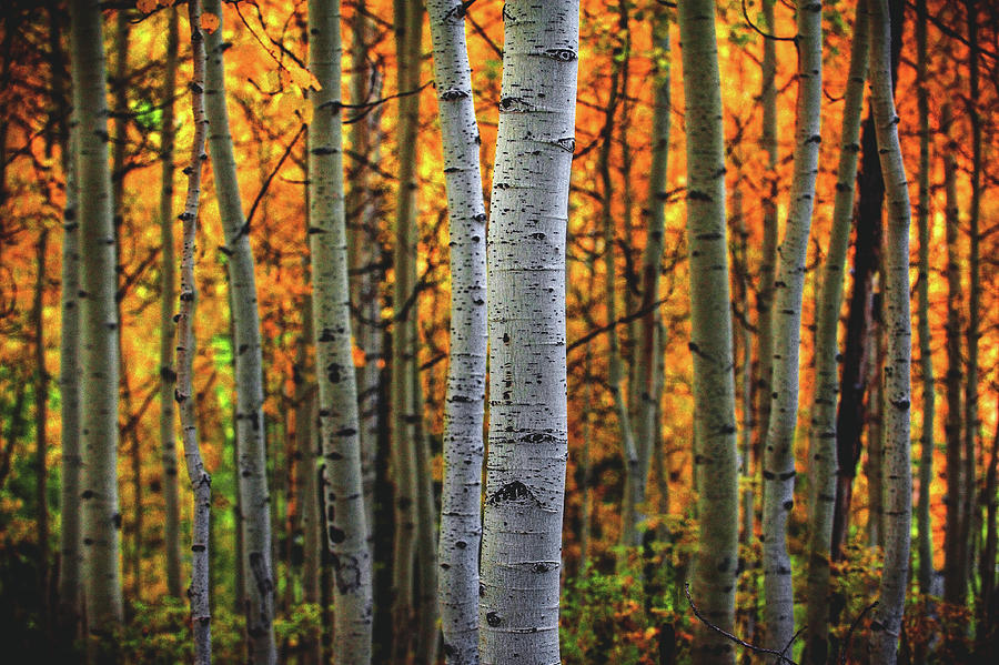 Fiery Forest, Utah Photograph by Abbie Warnock