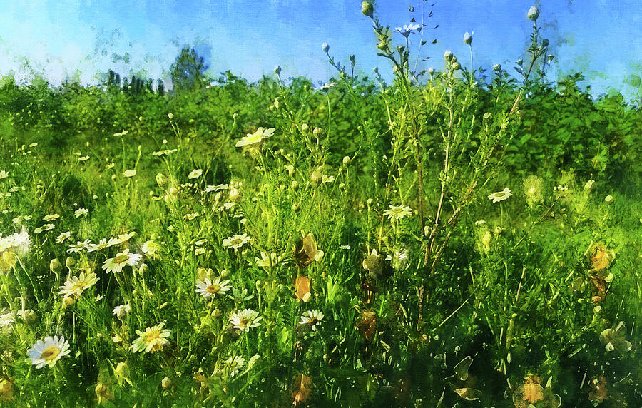 Filed with daisy flowers under a blue sky - aquarelle effect Digital Art by Nicko Prints