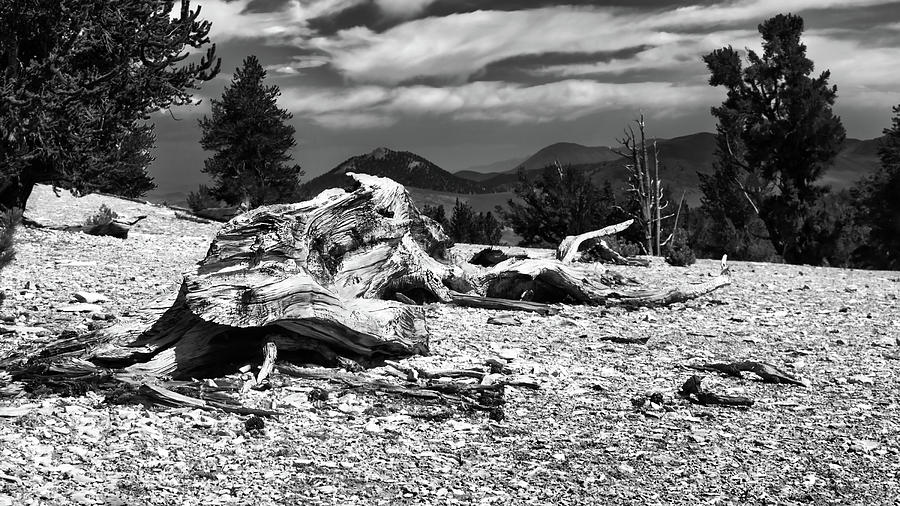 Final Crawl Photograph by American Landscapes