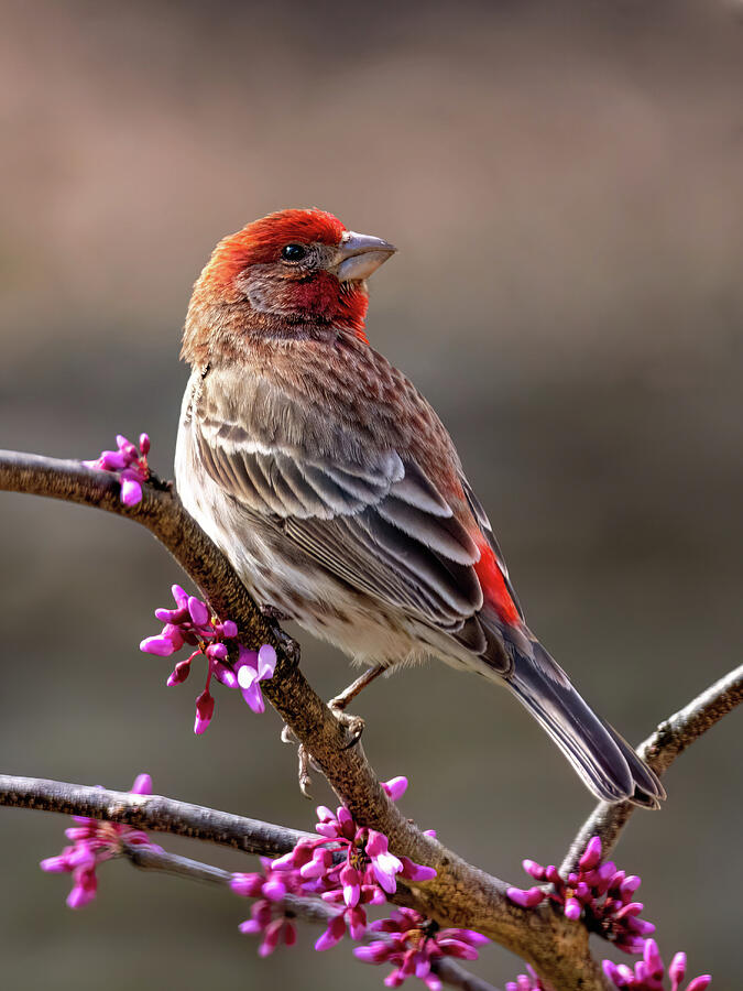 Finch On Redbud Photograph by Gina Fitzhugh