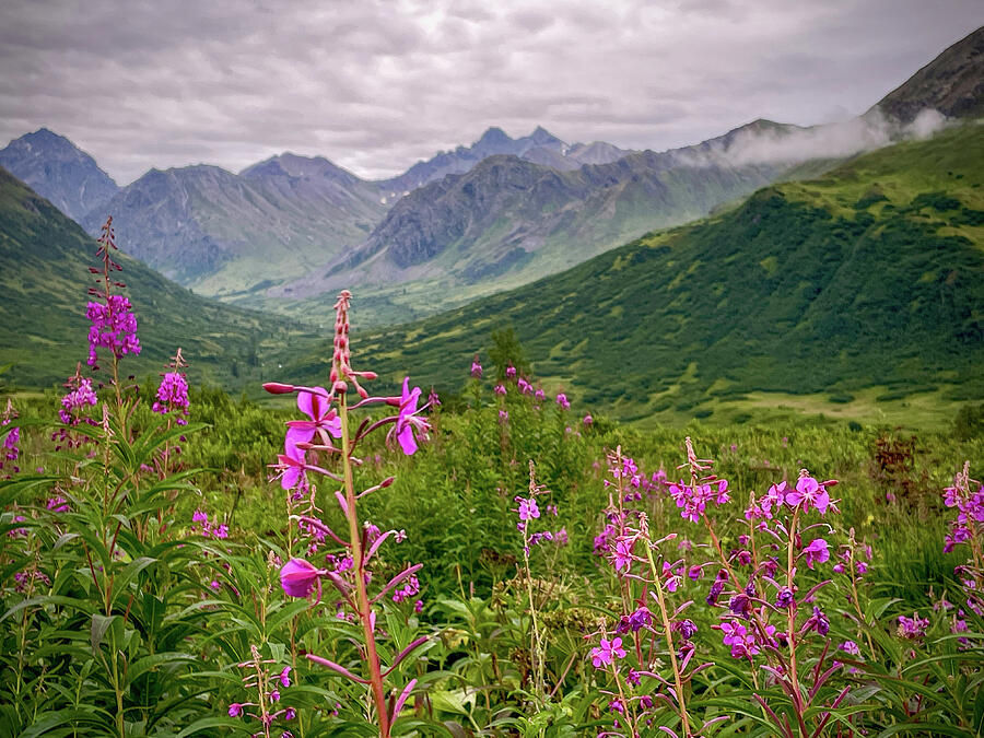 Fireweed in the Mountains Photograph by Harry Banks