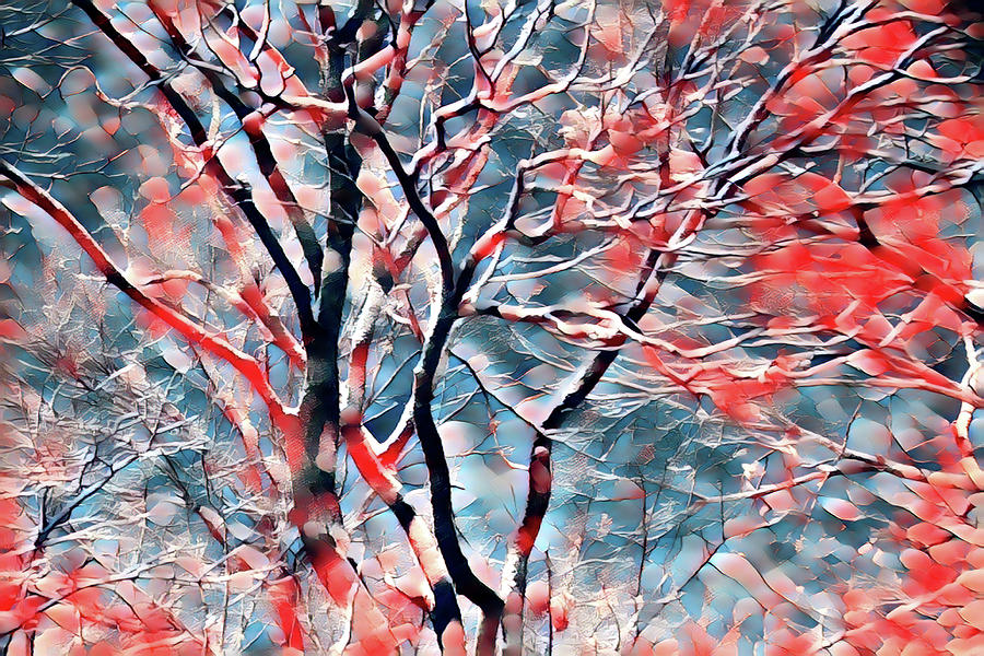 First Snow Photograph by Gina Fitzhugh