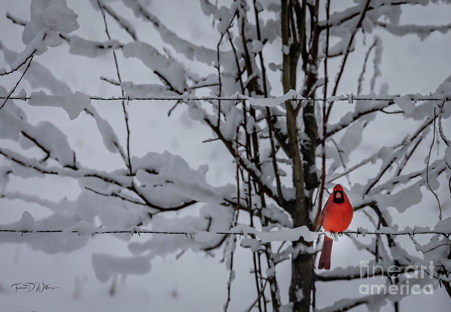 First Snow Photograph by Theresa D Williams Smoky Mountains