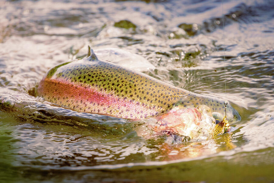 Fish ON. Trout on the Line at Baum Lake Photograph by Mike Lee
