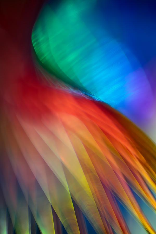 Flamenco Photograph by Ursula Abresch