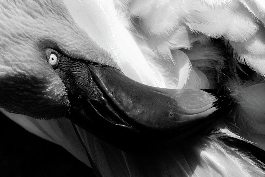 Flamingo 50A Photograph by Sally Fuller