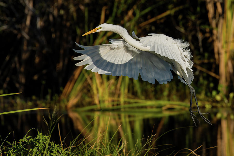 Flaps Down Photograph by RD Allen