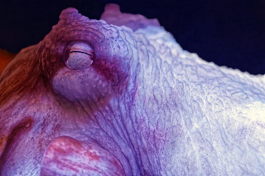 Close-Up of an Octopus Photograph - Flash - Giant Pacific Octopus by KJ Swan