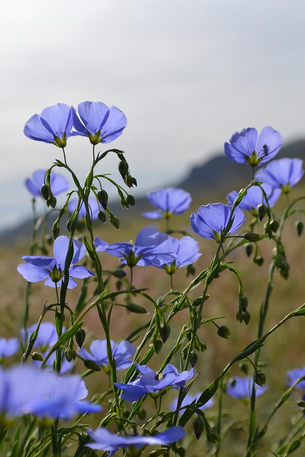 Flax Photograph by Alden White Ballard