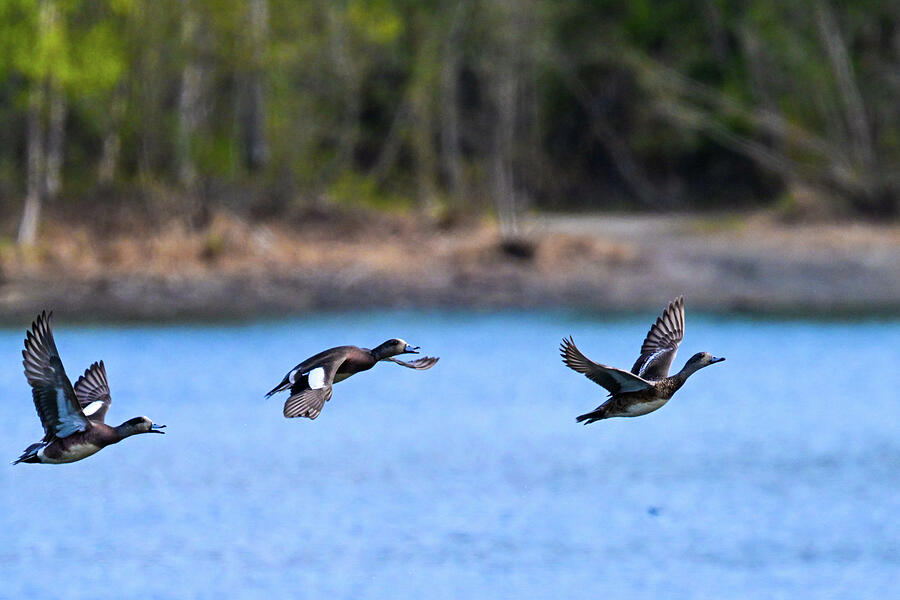 Flight Team Photograph by Harry Banks