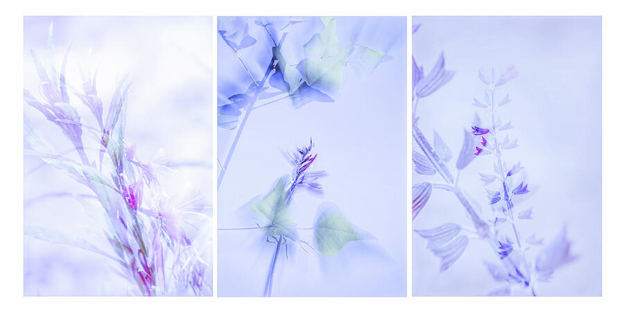 Flora-69D-92C-161C-C Photograph by Sally Fuller