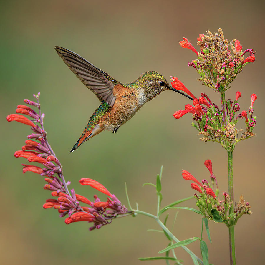 Floral Frames Photograph by Tim Lyden