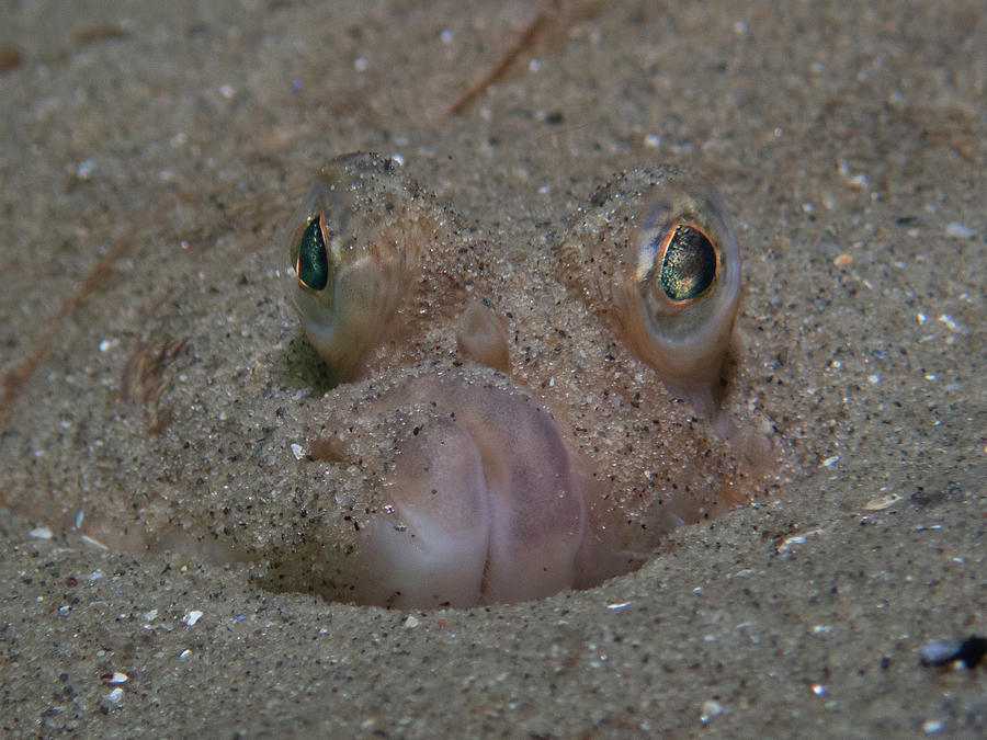 Flounder in the sand Photograph by Brian Weber