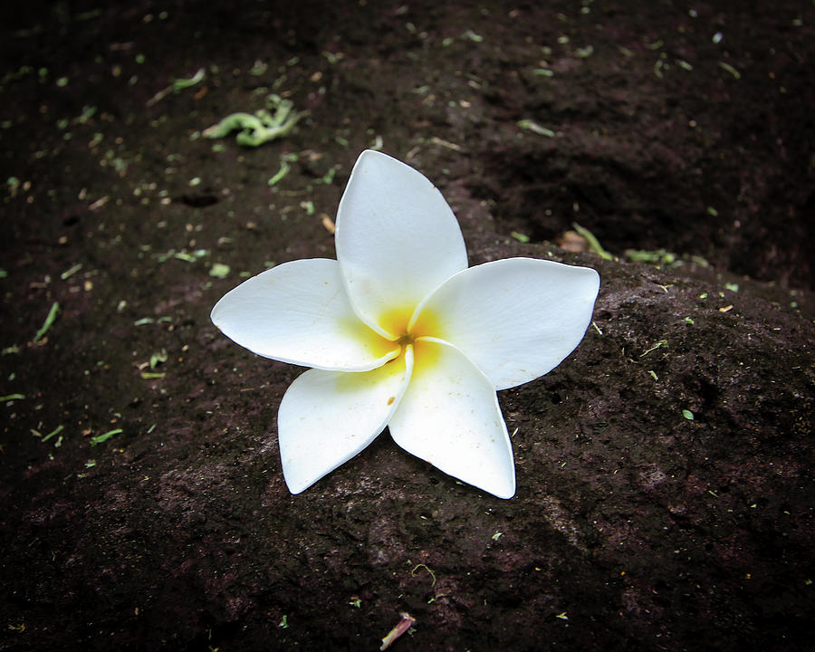 Flower on Lava Rock Photograph by Craig A Walker