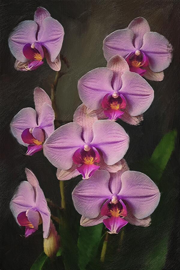 Flower painting of beautiful orchid blooms Digital Art by Nature Oil Painting