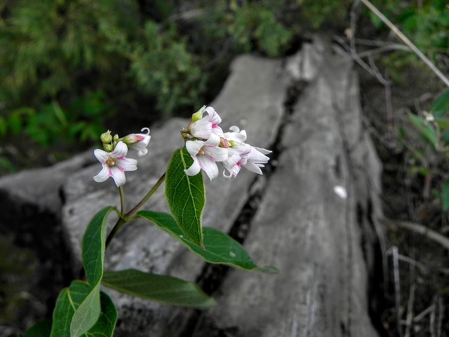 Flowers by a Log Photograph by Amanda R Wright