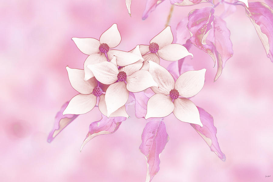 Flowers on dogwood tree Photograph by Bruce Block