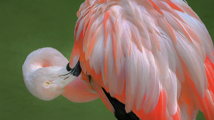 Fluffing my Feathers Mixed Media by Maryanne Keeling