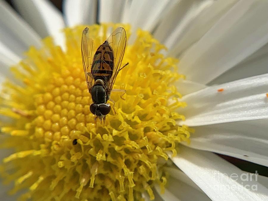 Fly and Flowers Photograph by Catherine Wilson
