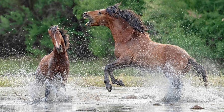 Flying Fury. Photograph by Paul Martin