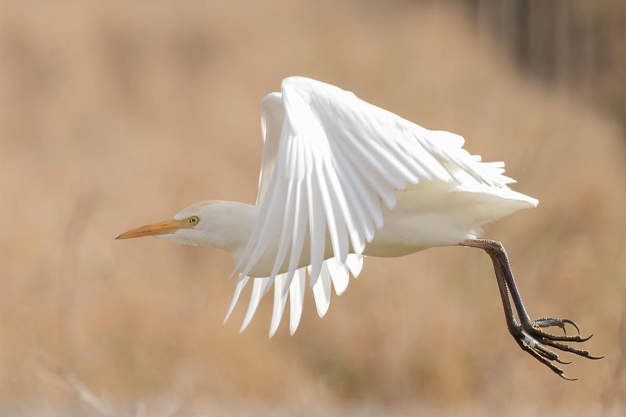 Flying Photograph by RD Allen