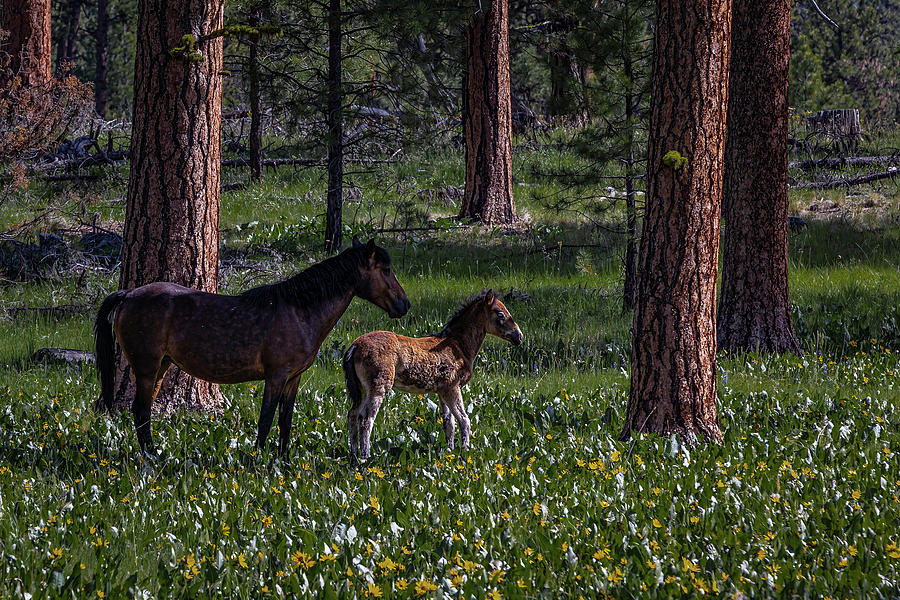 Foal in the Flowers Photograph by Tim Lyden