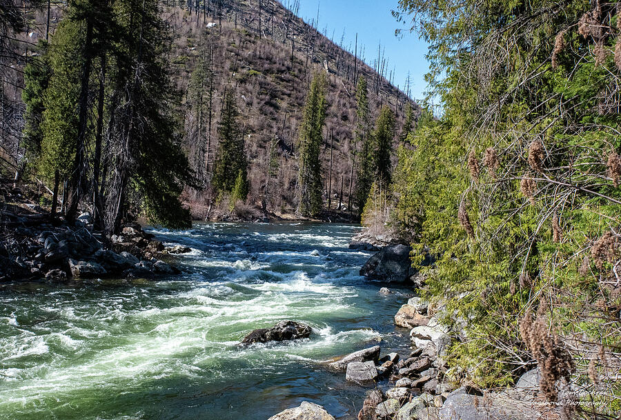Rushing River Through Forest Photograph - Foaming Wenatchee River and Charred Snags by Tom Cochran