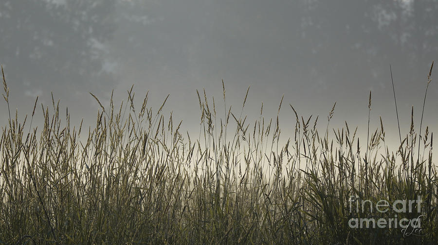 Fog Clearing Photograph by D Lee
