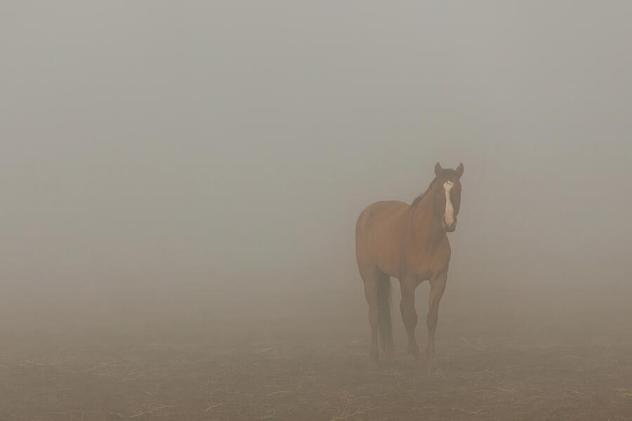 Foggy Dreamer - Mustang Mare in Lassen County California Photograph by Mike Lee