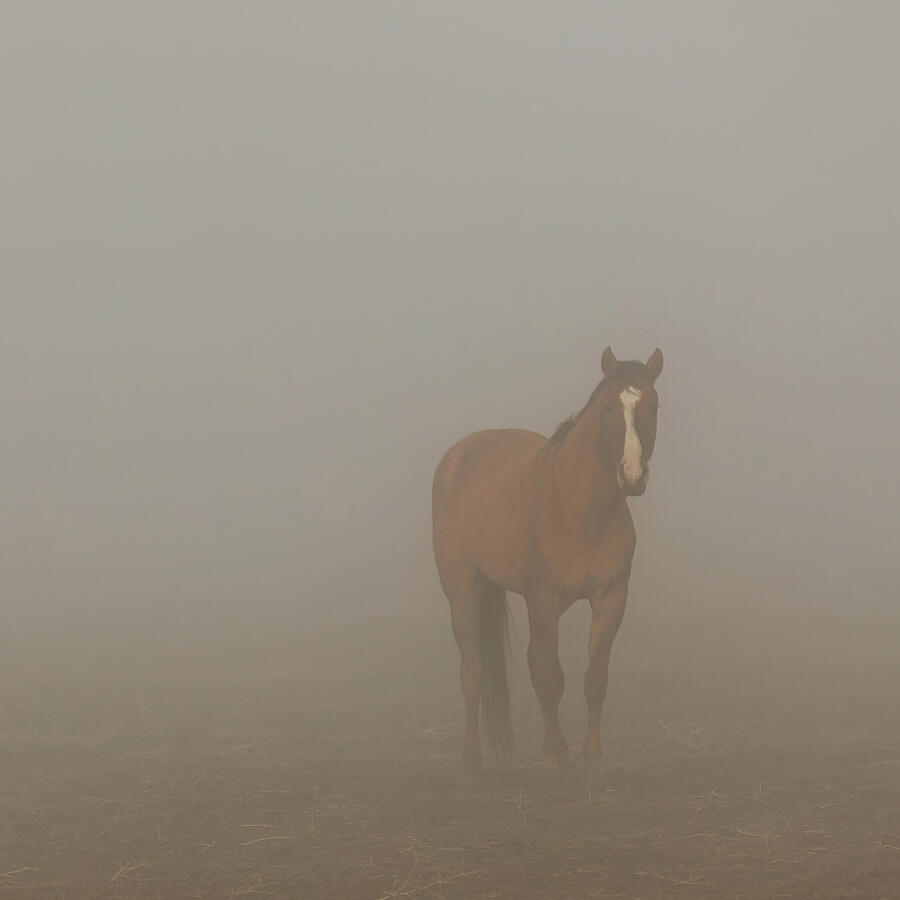 Foggy Dreamer - Square Crop - Lassen County California Photograph by Mike Lee
