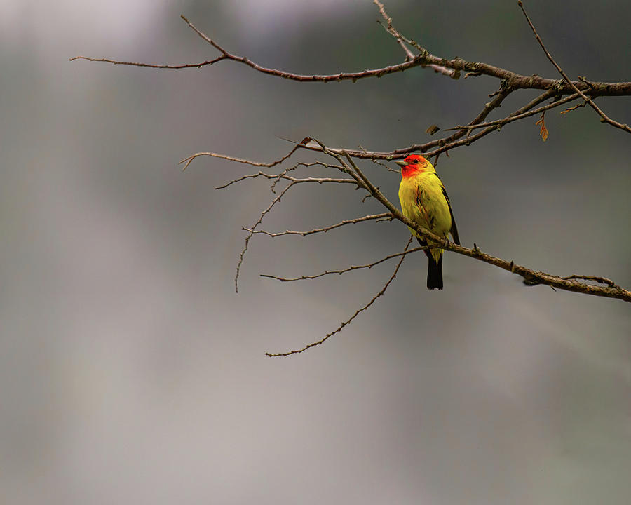 Foggy Morning Photograph by Jim E Johnson