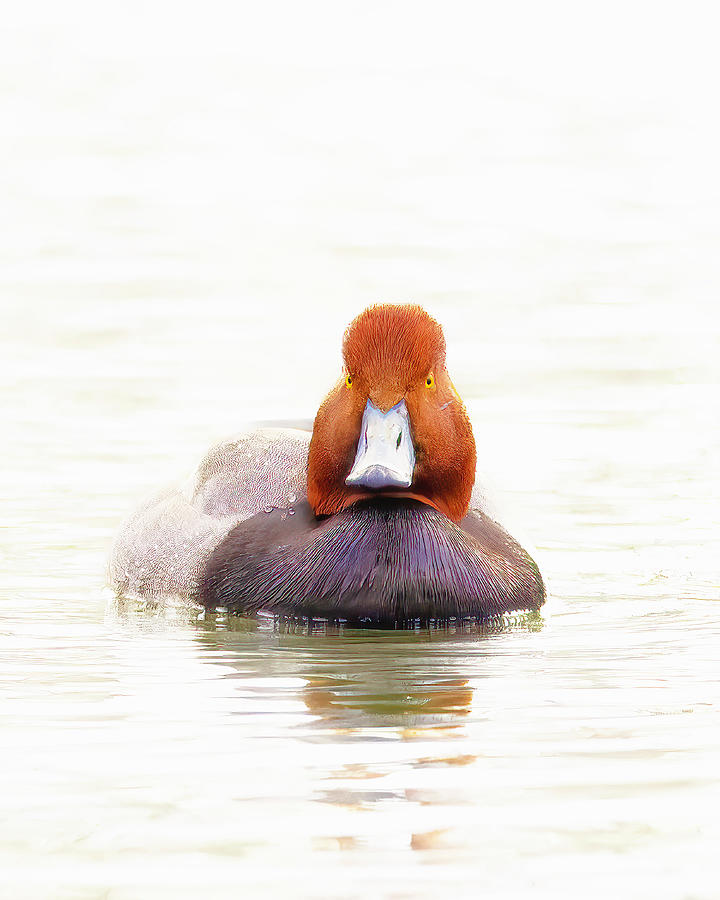 Foggy Morning Redhead Photograph by Jim E Johnson