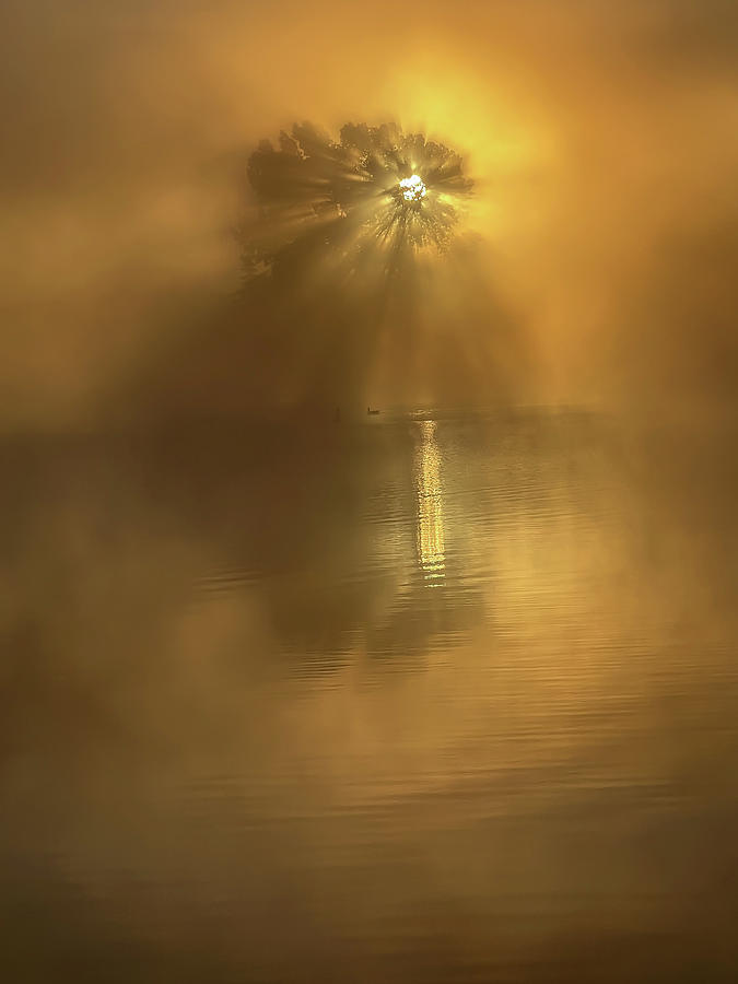 Foggy Tree Photograph by Lloyd Gillies