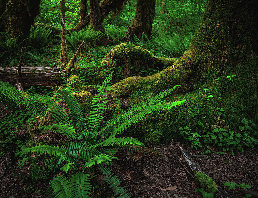 Forest Floor Ferns 2 - Hoh Rainforest, Washington State Photograph by Abbie Warnock