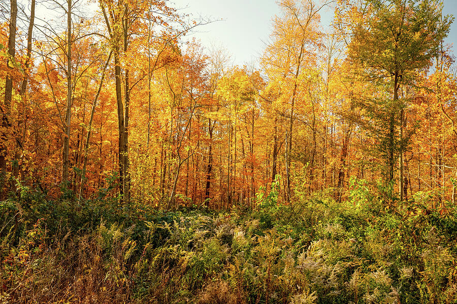 Autumn Forest with Golden Foliage Photograph - Forest Floor In Autumn Hermon Woods Lima Ohio by Dan Sproul