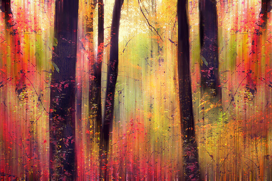 Forest Frolic Photograph by Jessica Jenney