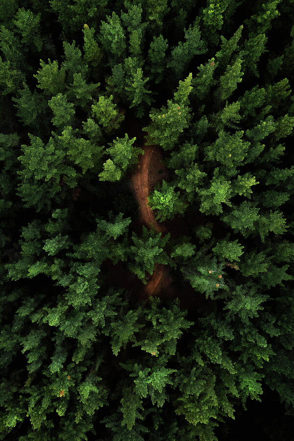 Forest From Above Dirt Trail Photograph by Printed View