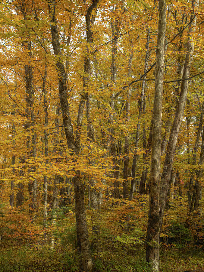 Forest Of Gold Photograph by Dodie Ross