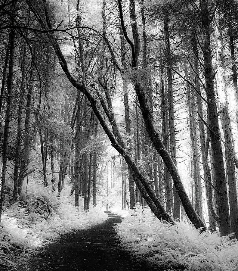Forest Path BW Photograph by Kevin Schwalbe