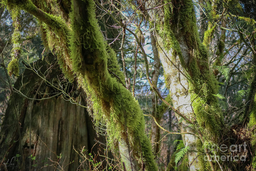Forest Rebirth Photograph by D Lee