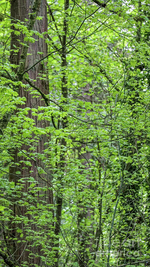 Forest Trees I Photograph by D Lee