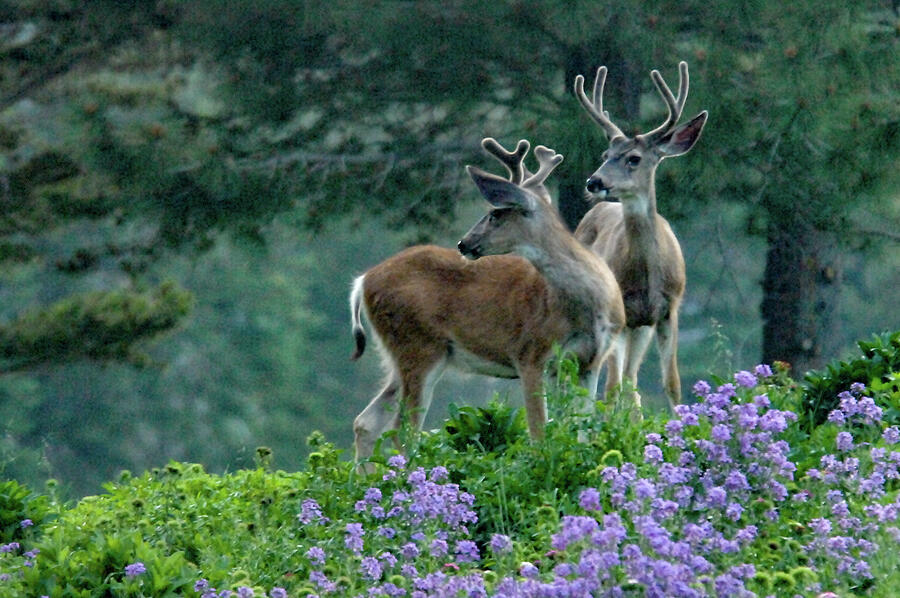Starled Forked Horned Deer Photograph by Bonnie Colgan