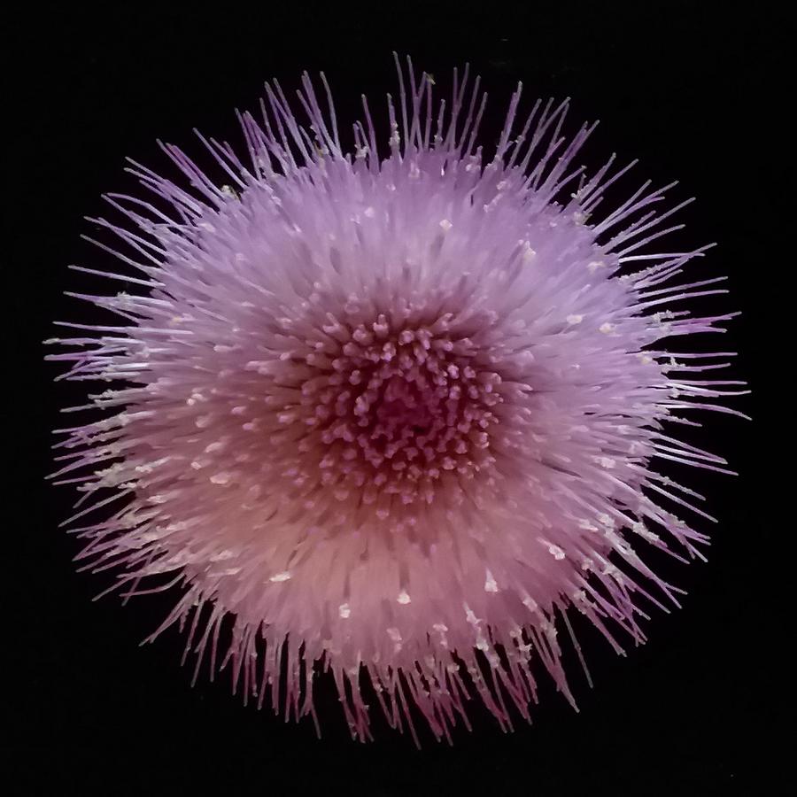 Formosa Thistle Photograph by Joy Garso