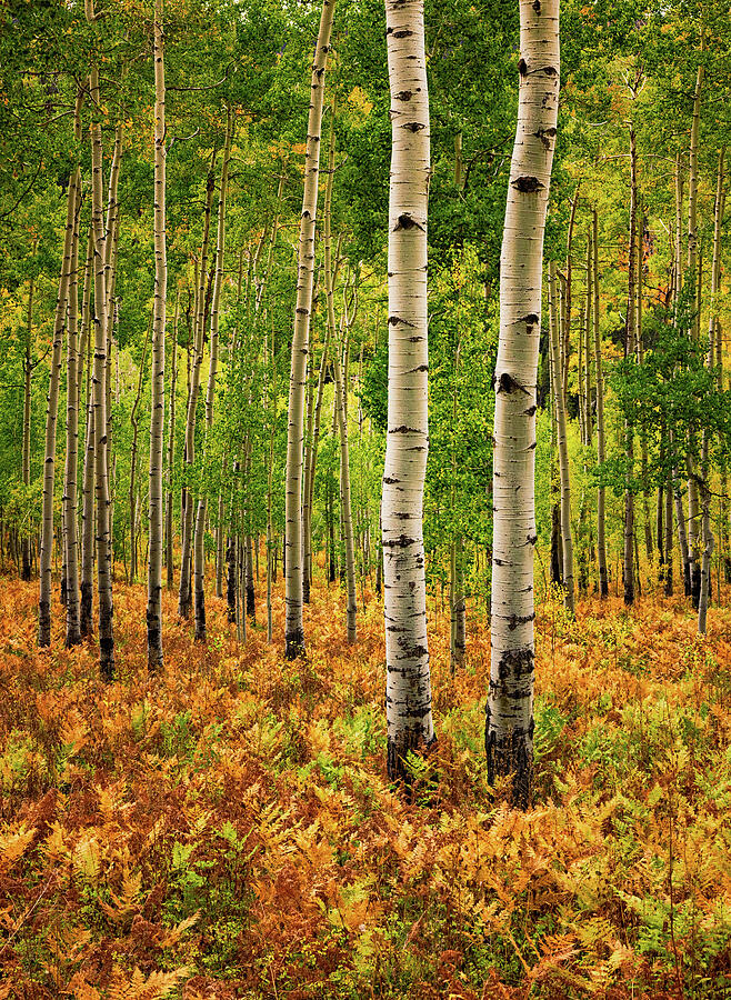 Colorful Autumn Forest Scene Photograph - Forrest Glow by Kevin Schwalbe