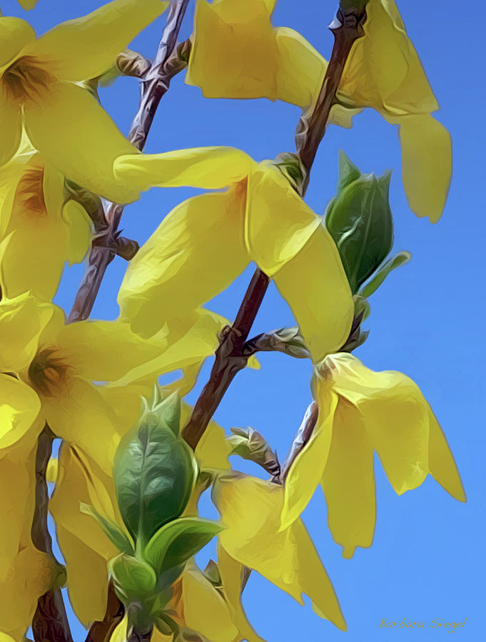 Forsythia Photograph by Barbara Siegel