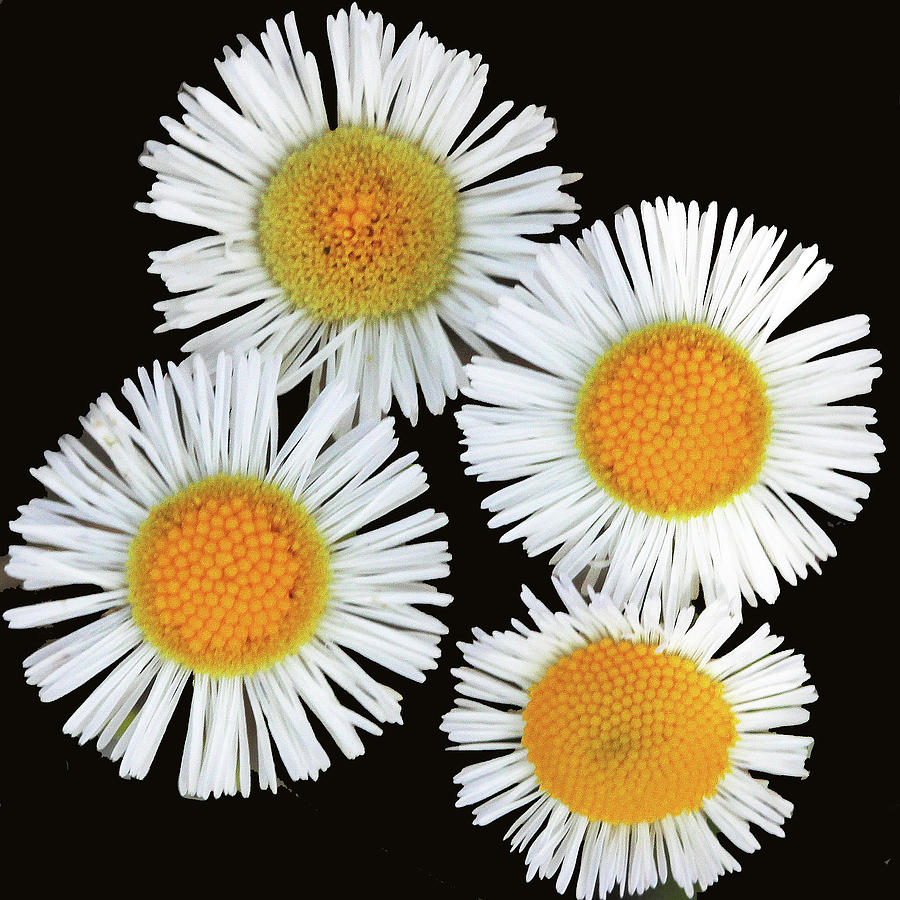 Four Small Daisies Photograph by Decoris Art