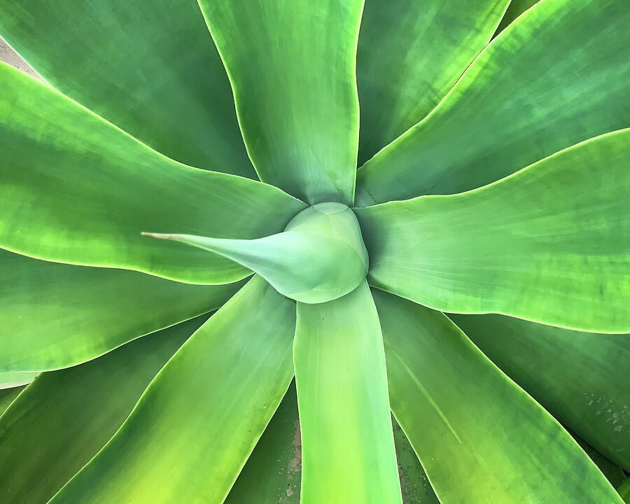 Foxtail Agave Photograph by Anorel