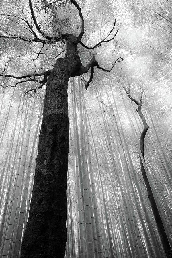 Fractured Rhythm by Dave Bowman