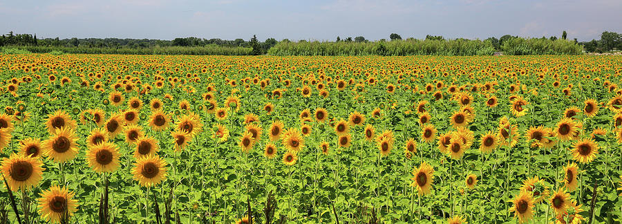French Sunflowers Photograph by Steve Templeton