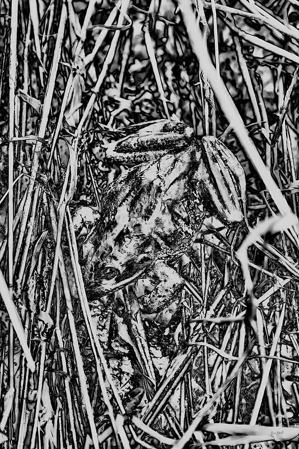 Frog in the wetlands Photograph by Bruce Block